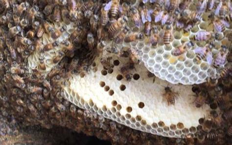 蜜蜂怎麼築巢 丑方位